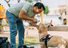 Golpe De Calor En Perros: Prevención, Síntomas Y Tratamiento Veterinario